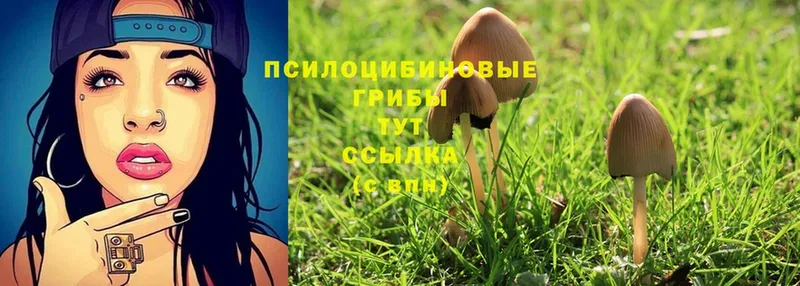 Галлюциногенные грибы Psilocybe  Алапаевск 